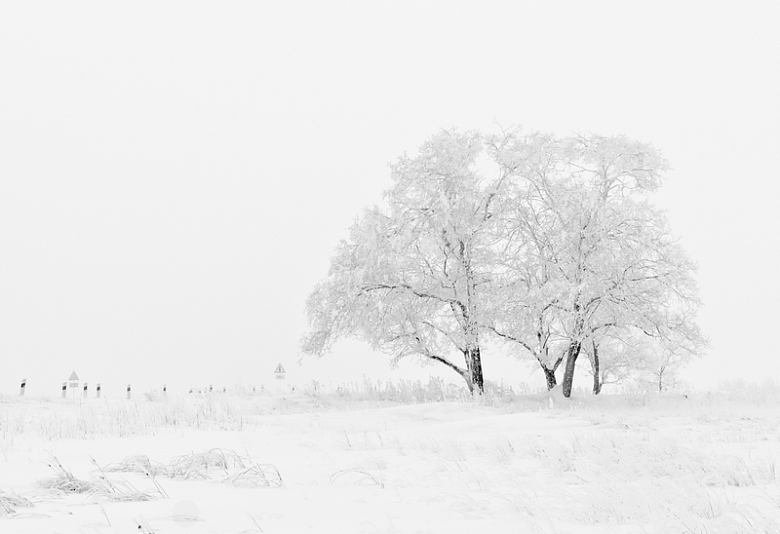 冬天雪地树木