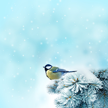 冬季雪景唯美意境
