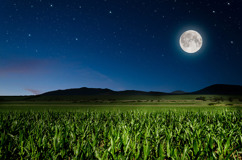 夜空圆月与玉米地作物
