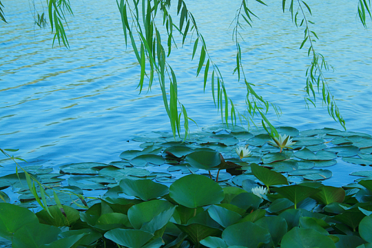 高清湖边风景