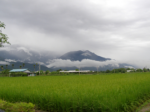 农村稻田风景