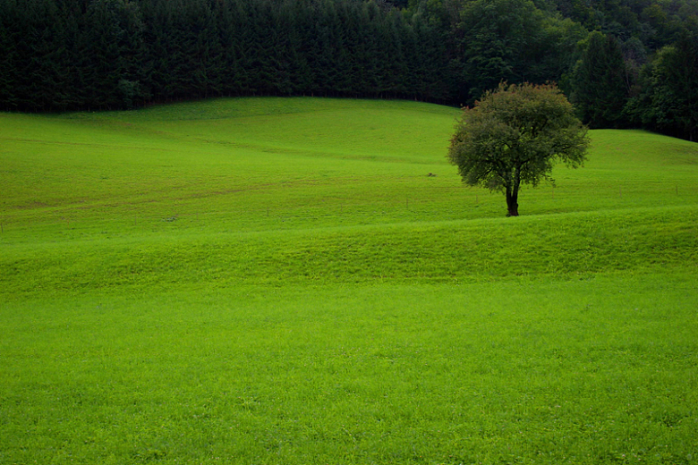 绿色树木与草地