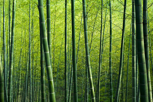 绿色竹林风景