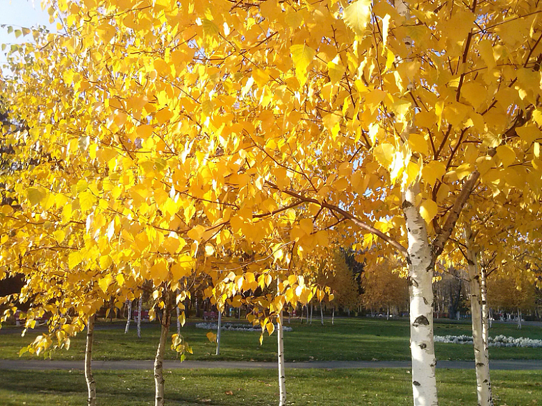 金黄色树叶的树