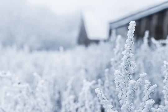 美丽的冬天霜雪