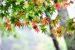 高清枫叶