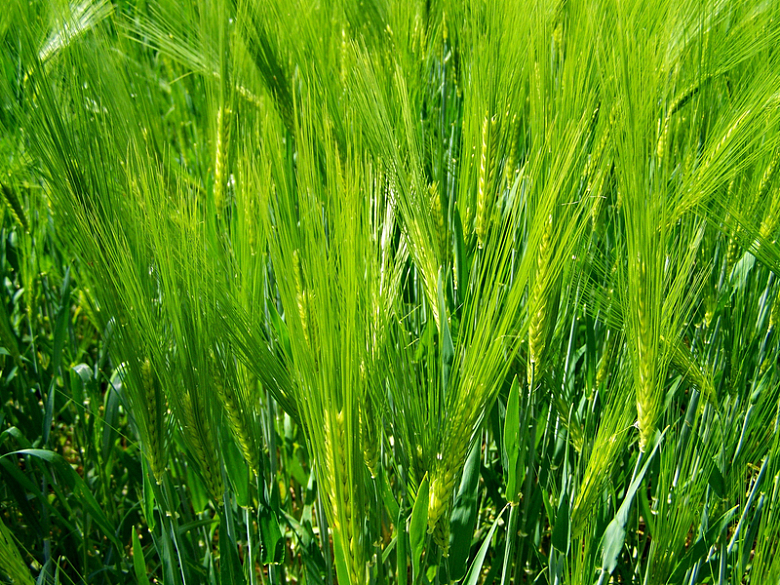绿色小麦背景