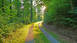 森林蜿蜒山路