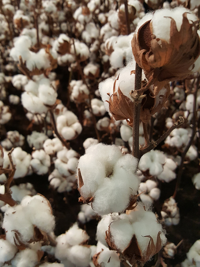 秋季棉花成熟