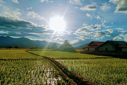 蓝天白云烈日稻田风光