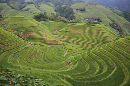 春天绿色龙脊梯田风景