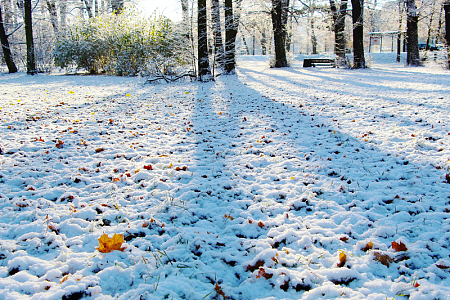 冬季冰雪树林