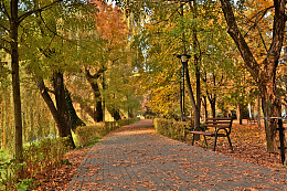 秋天公园树林小路风景