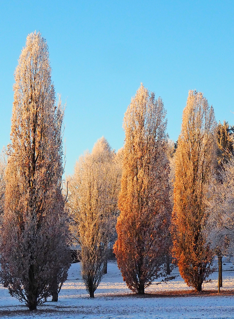 冬季杨树林风景