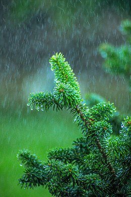 绿色云杉树下雨天摄影
