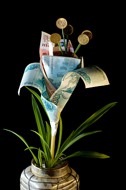 金钱花另类