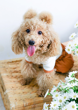 可爱香槟色贵妇犬