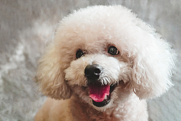 香槟色贵宾犬