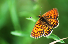 夏日草丛彩色豹纹蝶