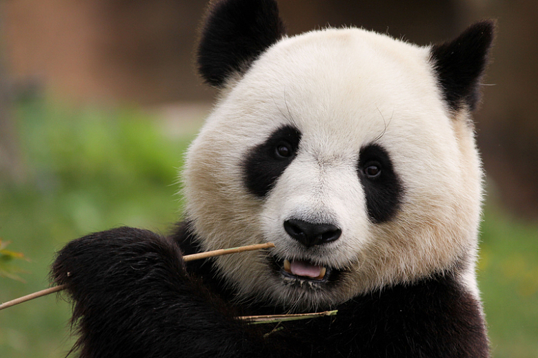 可爱呆萌国宝大熊猫吃竹子