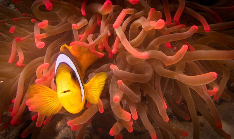 发光海葵小丑鱼水下世界摄影