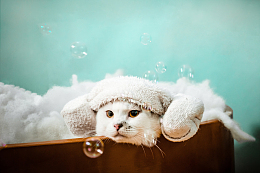 呆萌可爱白色小萌猫写真摄影
