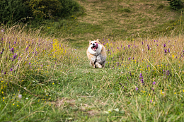 户外野草丛威尔士柯基犬狂奔