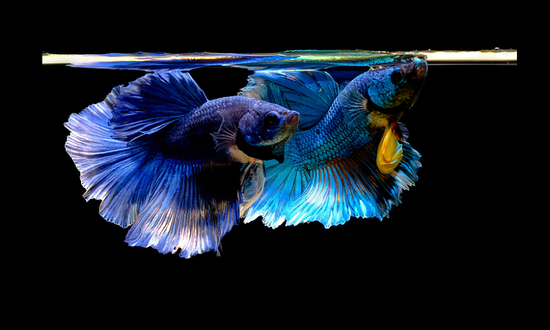 水族馆蓝色孔雀鱼摄影