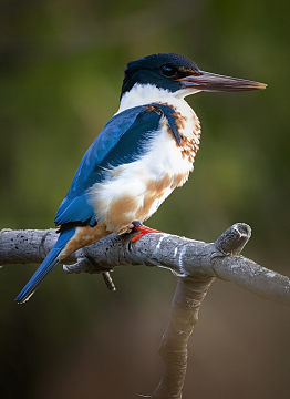 野生白领翡翠翠鸟