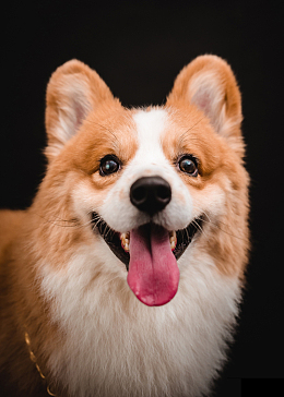 呆萌可爱柯基犬摄影