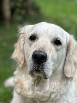 老年白色拉布拉多犬