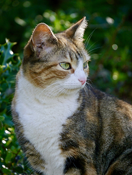 可爱呆萌挪威森林猫