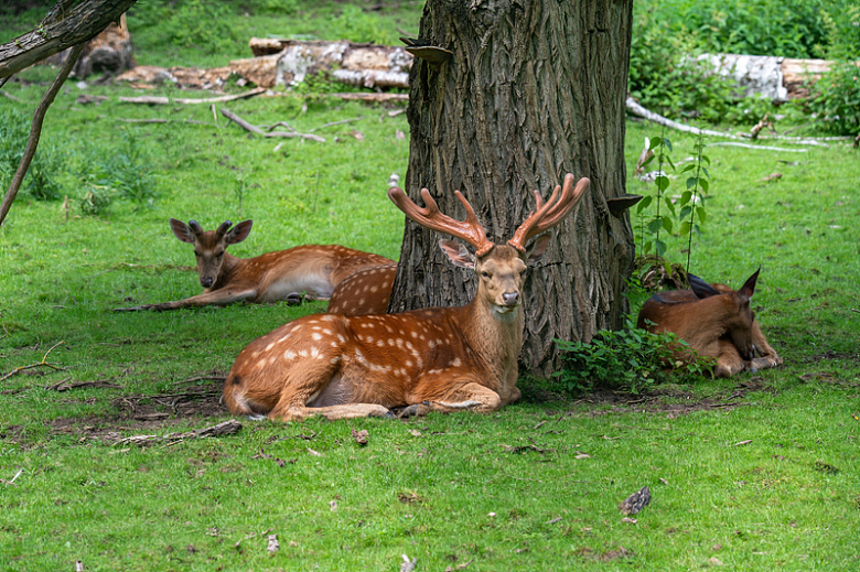 趴在树下草地休息的梅花鹿