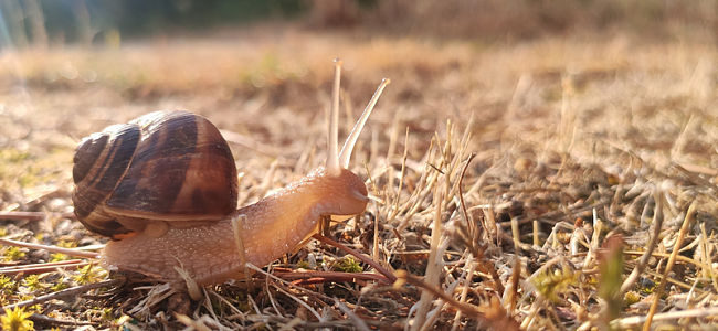 枯草地爬行的蜗牛