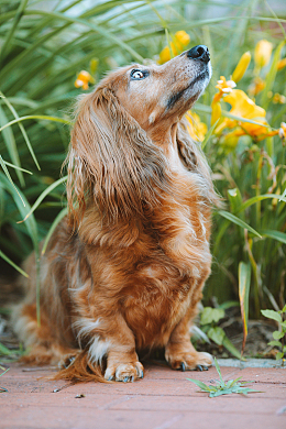 荒野流浪的腊肠犬