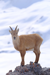 站在山顶上的野生山羊