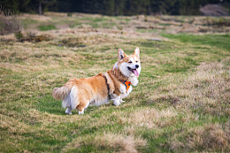 可爱短腿威尔士柯基犬