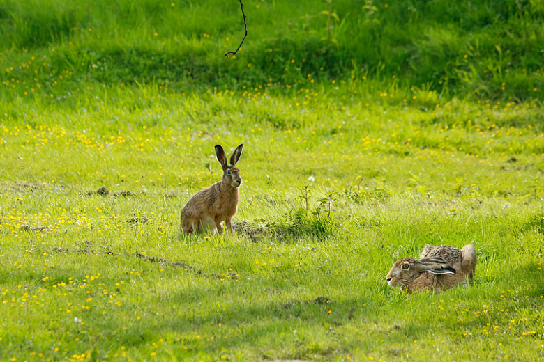 春天户外草地野生小灰兔