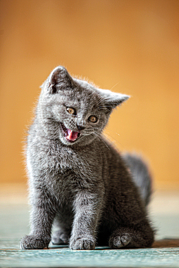 可爱呆萌灰色小萌猫