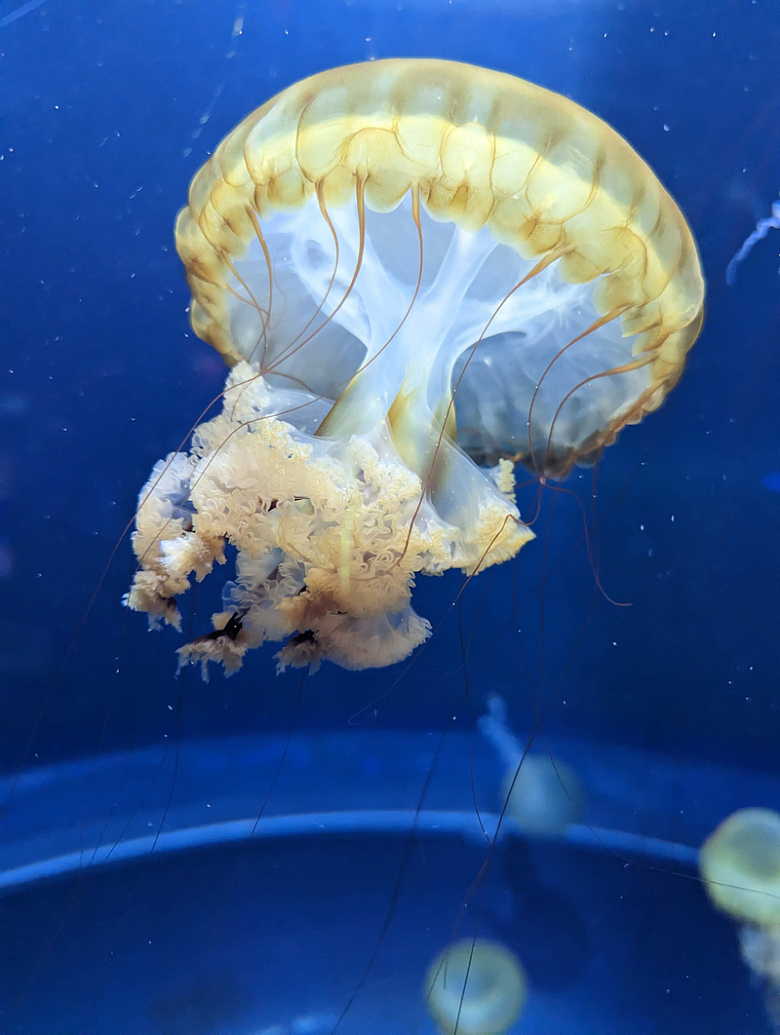 唯美蓝色深海海蜇水母