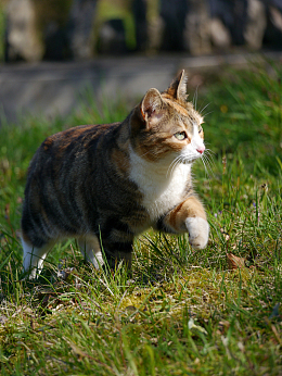 草地行走的虎斑猫