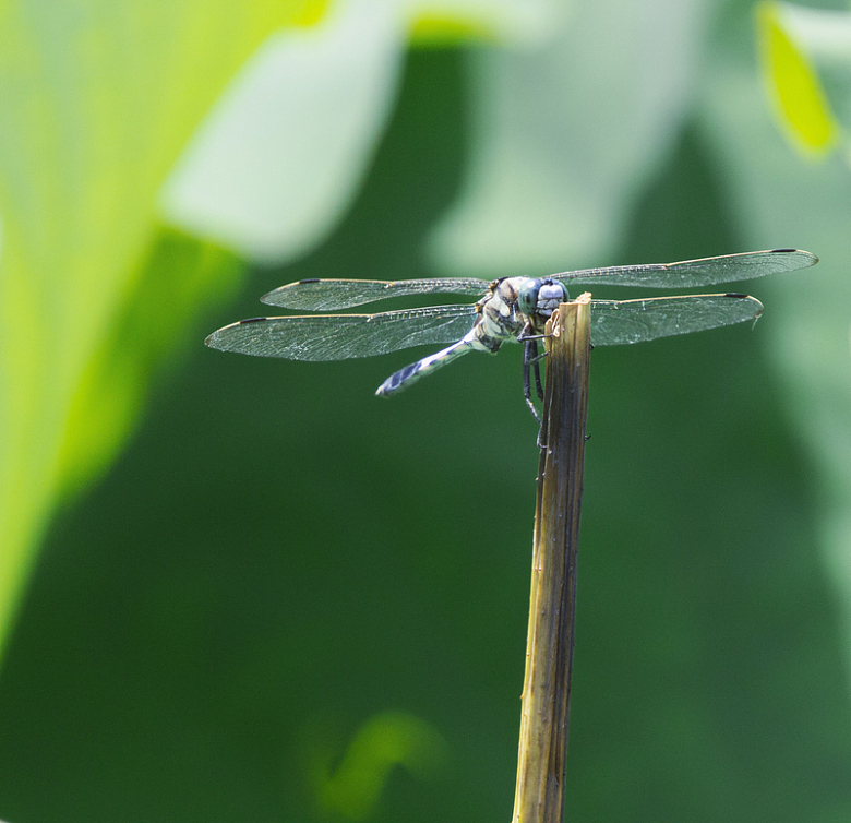 夏日荷塘蜻蜓摄影