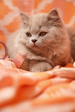 可爱呆萌英国短毛猫