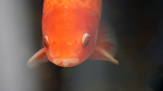 红色幸运锦鲤鱼