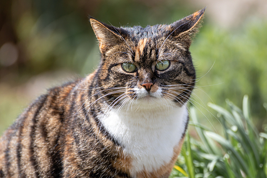 可爱胖乎乎的虎斑猫