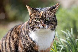 可爱胖乎乎的虎斑猫