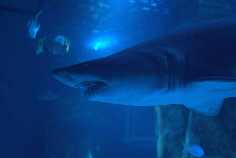 蓝色深海野生大白鲨