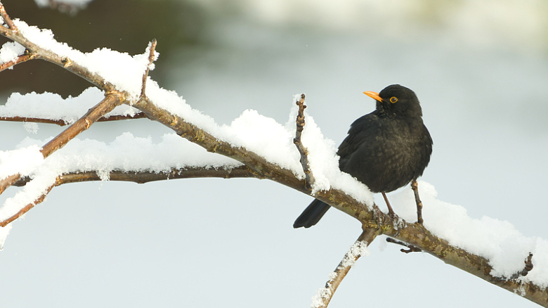 冬季积雪覆盖树枝黑鸟