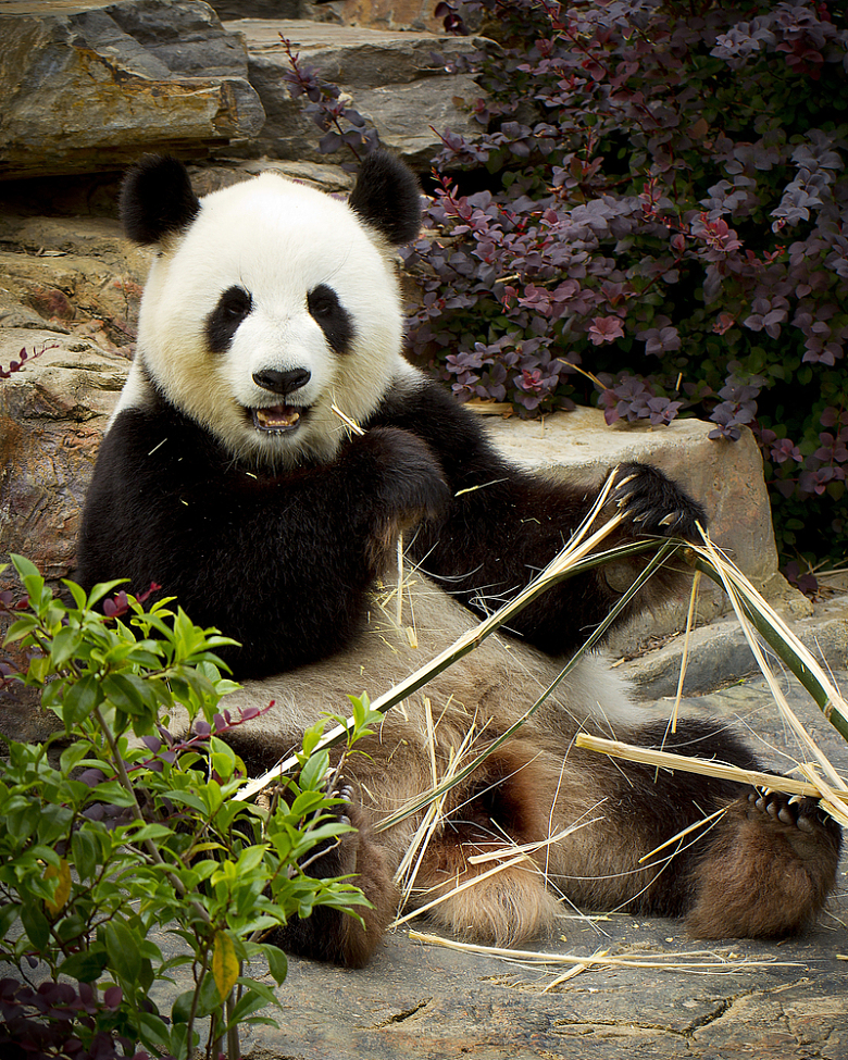 动物园国宝大熊猫吃竹子