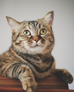 可爱憨憨虎斑猫